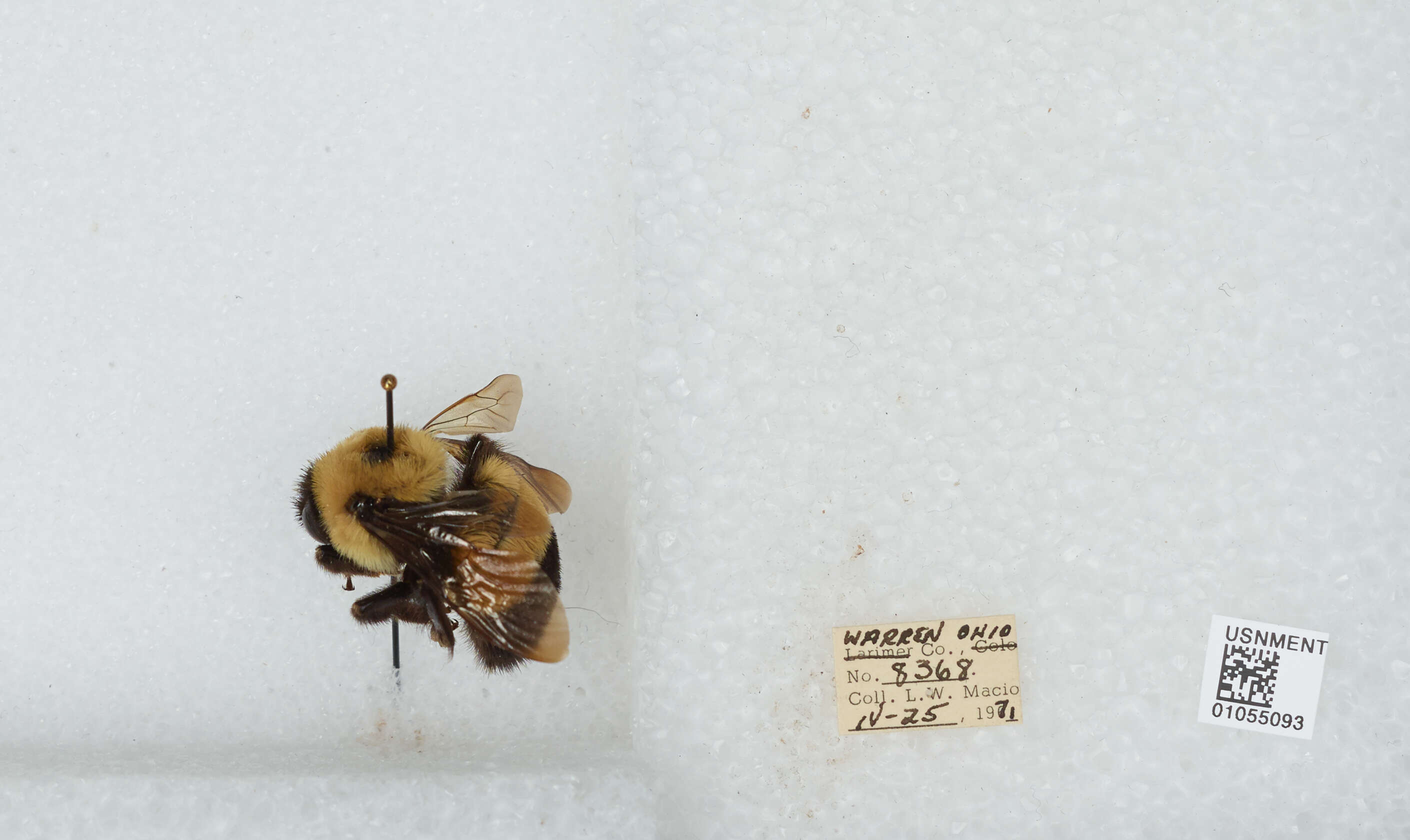 Слика од Bombus affinis Cresson 1864