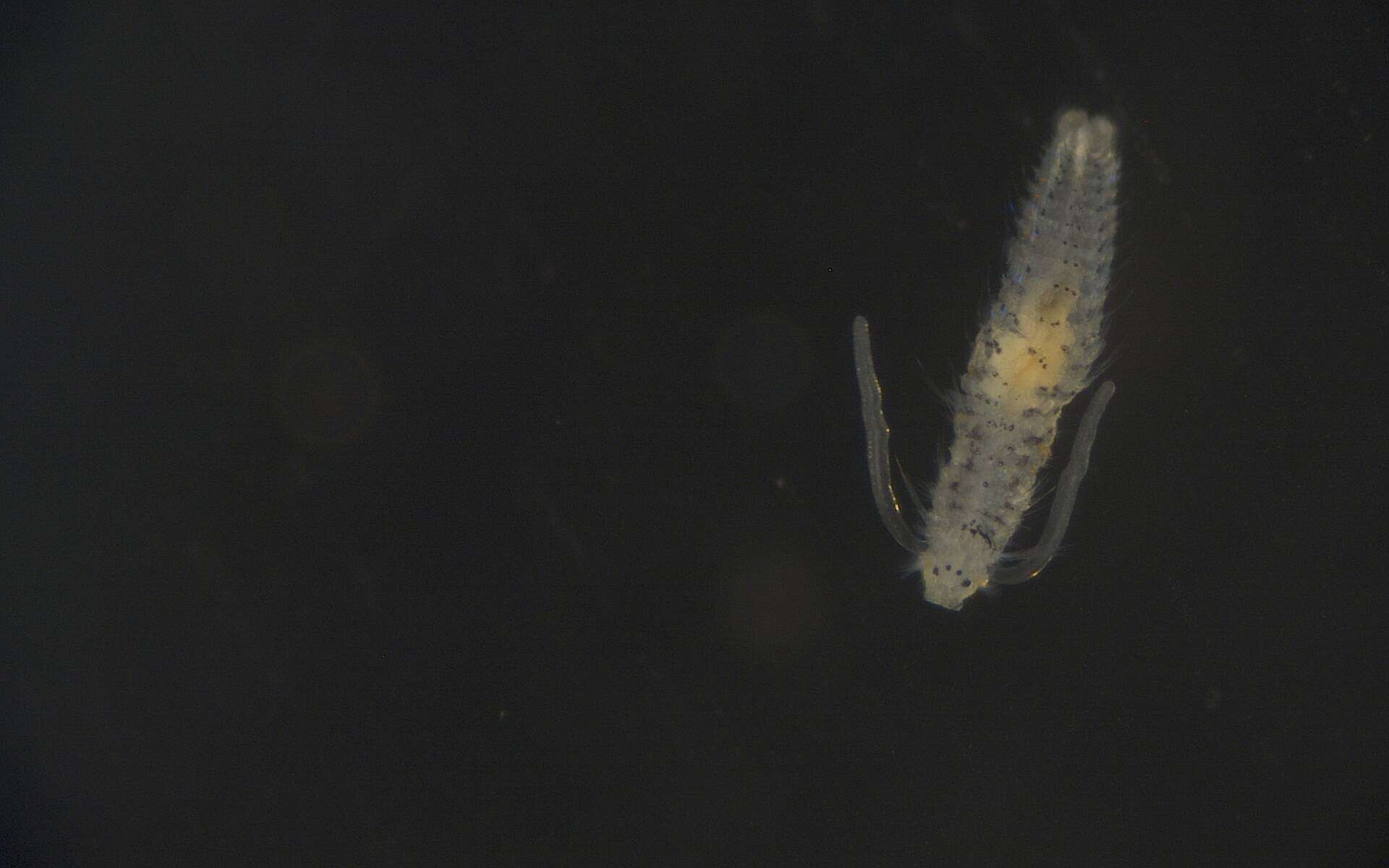 Image of Spionidae