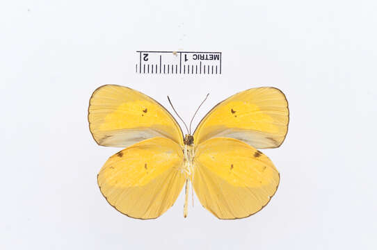 Image of Eurema tominia (Snellen van Vollenhoven 1865)