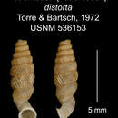 Image of Tetrentodon distortus C. de la Torre & Bartsch 1972