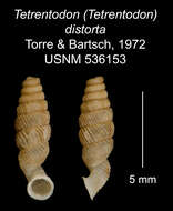 Image of Tetrentodon distortus C. de la Torre & Bartsch 1972