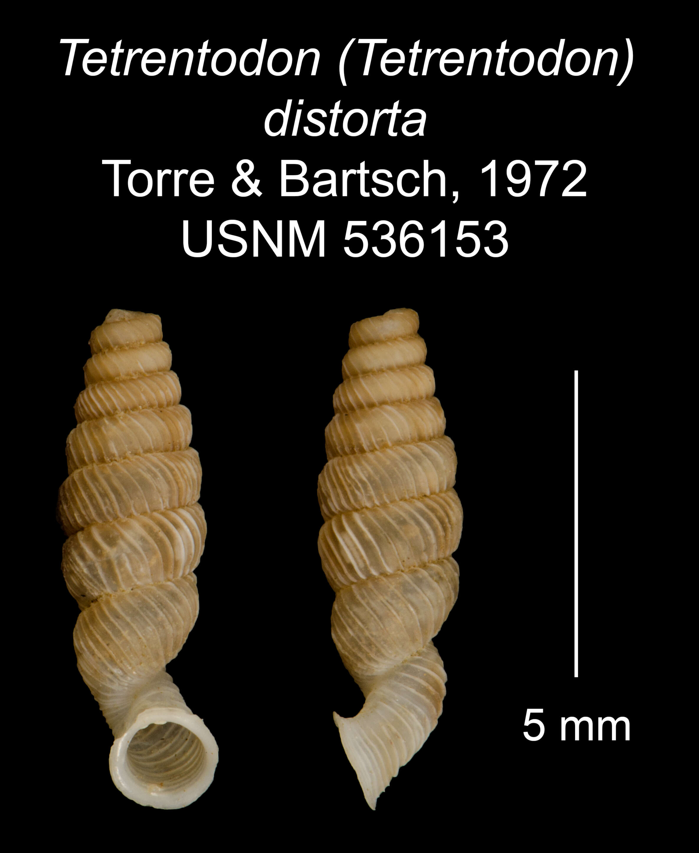 Image of Tetrentodon distortus C. de la Torre & Bartsch 1972