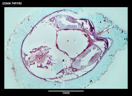 Image of Dorymenia tetradoryata Salvini-Plawen 1978