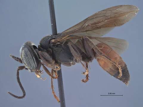 Image of Larropsis texensis G. Bohart & R. Bohart 1966