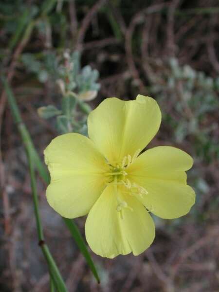 Oenothera drummondii subsp. thalassaphila (Brandegee) W. Dietrich & W. L. Wagner resmi