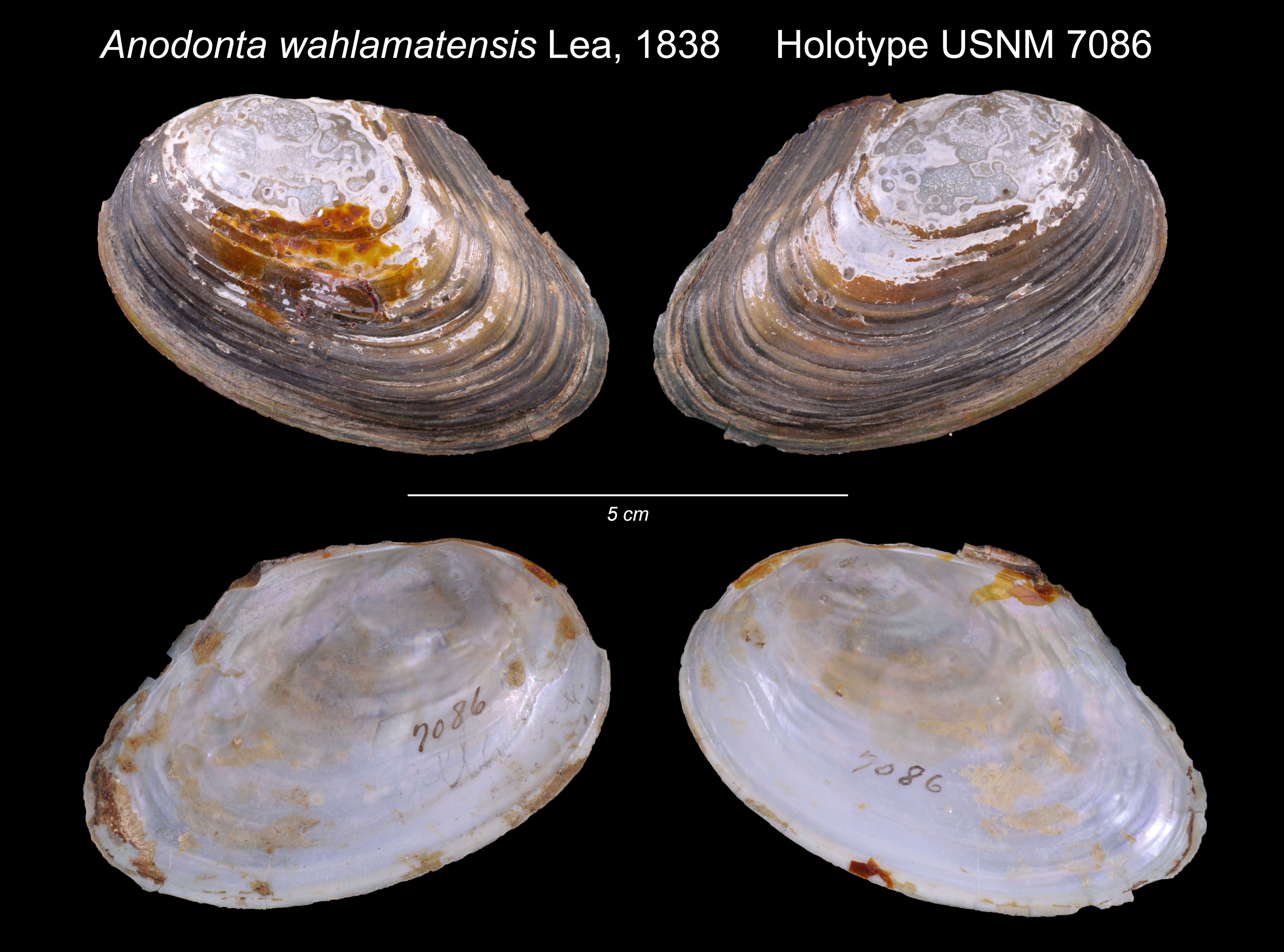 Imagem de Anodonta wahlamatensis I. Lea 1838