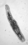 Image of Xenotoplana Ax, Weidemann & Ehlers 1978