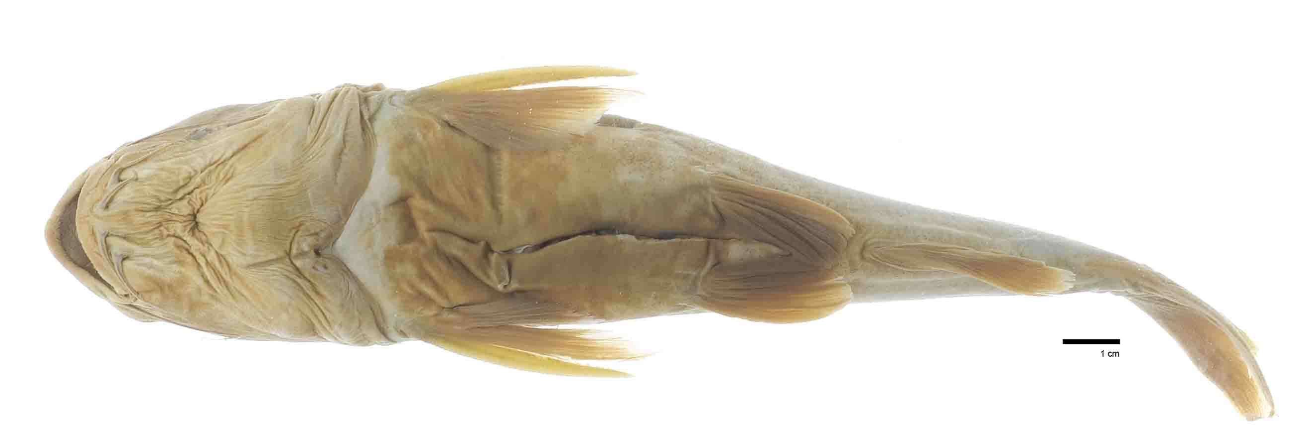 Image of Squirrelheaded catfish