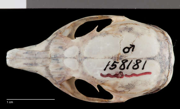 Image of Tamias umbrinus sedulus (White 1953)