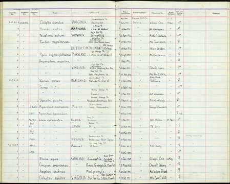 صورة Myiarchus tyrannulus magister Ridgway 1884