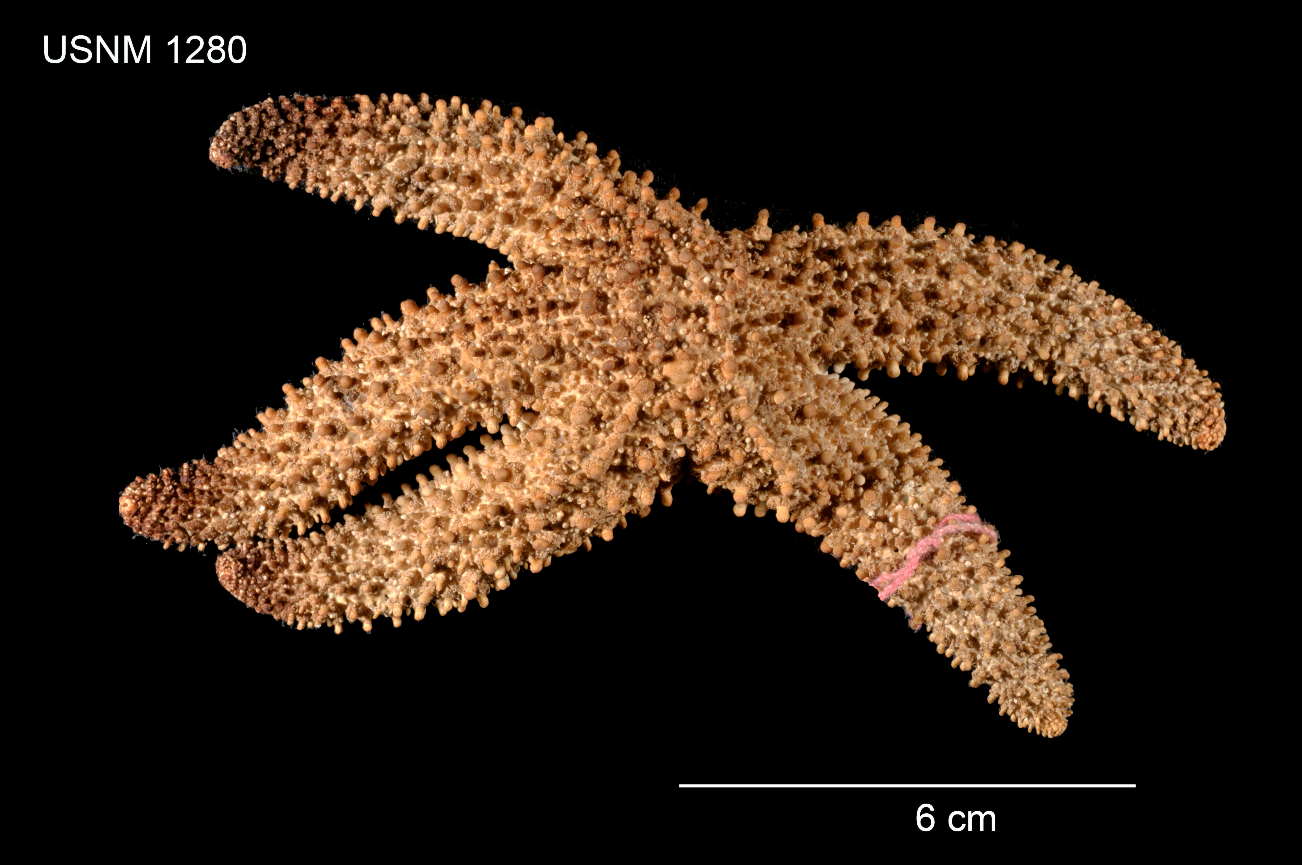 Imagem de Pisaster giganteus (Stimpson 1857)