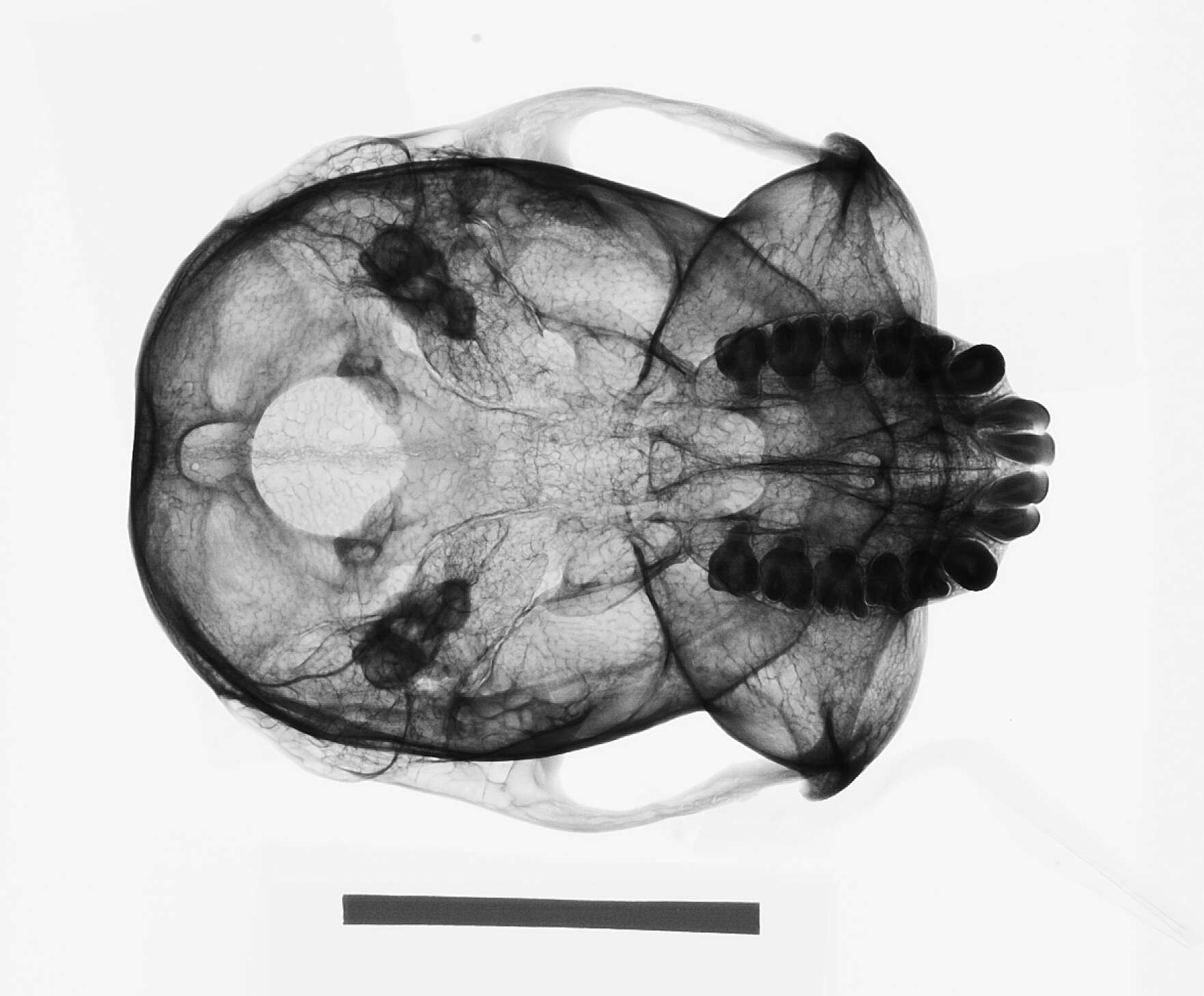 Image of Presbytis rubicunda rubida (Lyon 1911)
