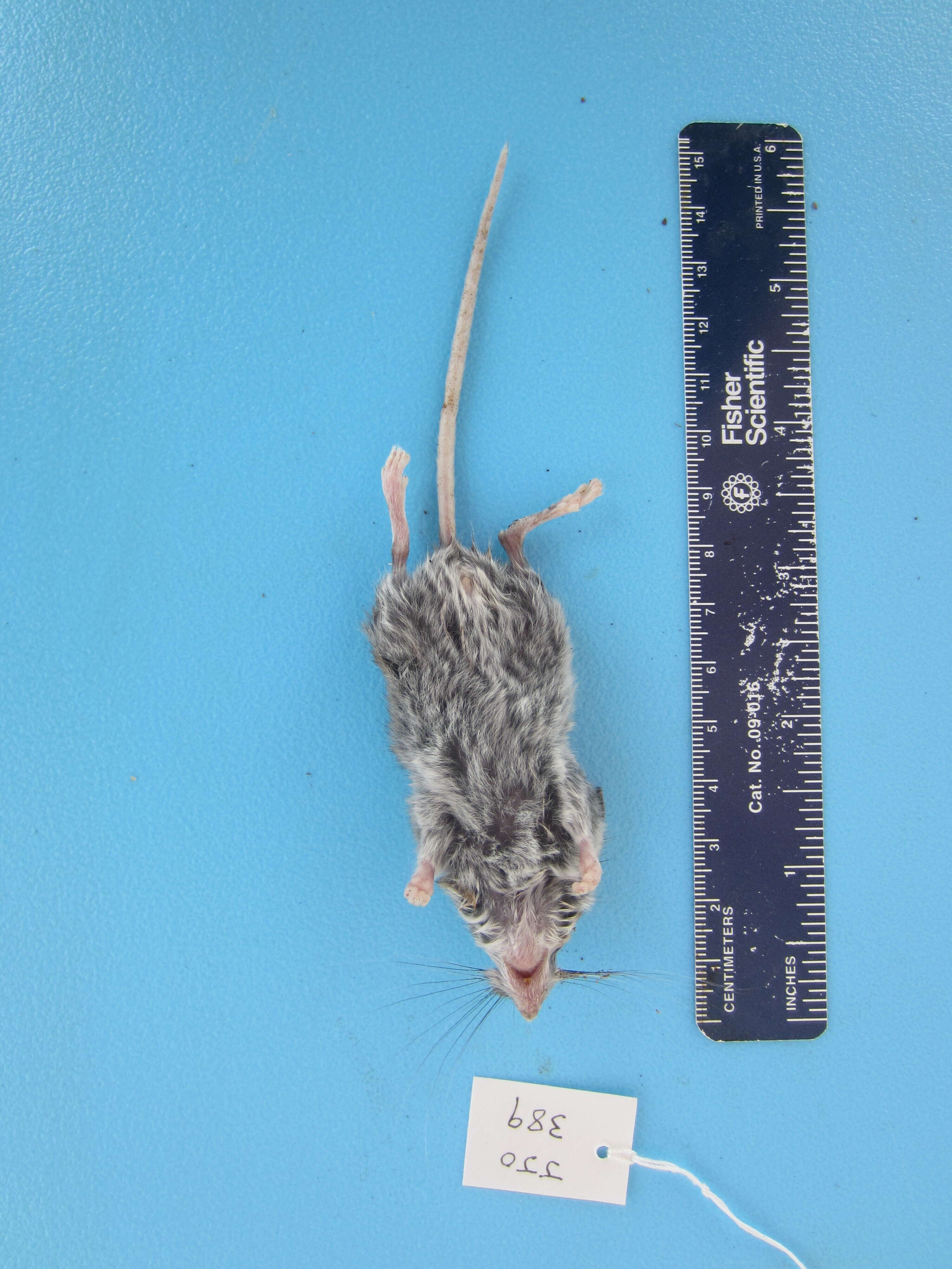 Image of Deer Mouse