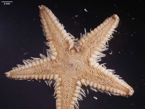 Image of Astropecten antillensis Lütken 1859