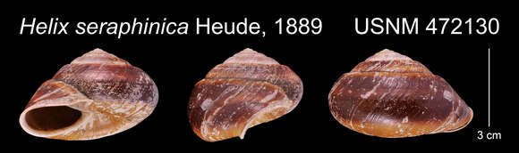 Image of Camaena seraphinica (Heude 1890)