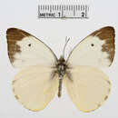 Image of Belenois mabella Grose-Smith 1891