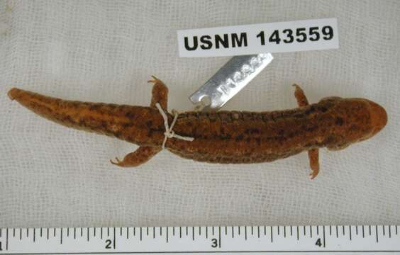 Image of Flat-headed Salamander