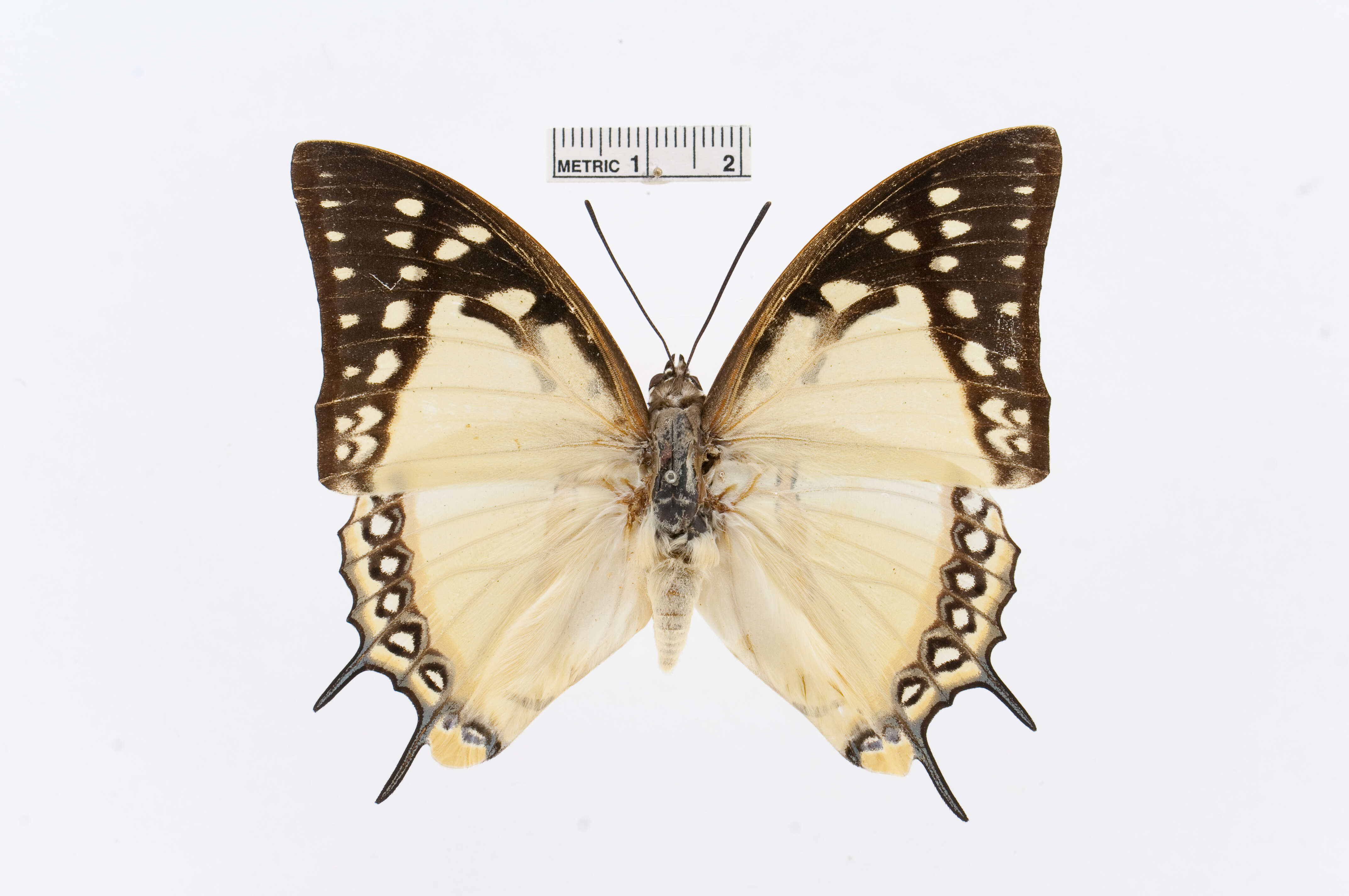 Image of Polyura eudamippus Doubleday 1843