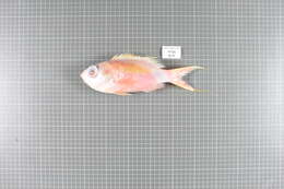 Anthias woodsi Anderson & Heemstra 1980 resmi