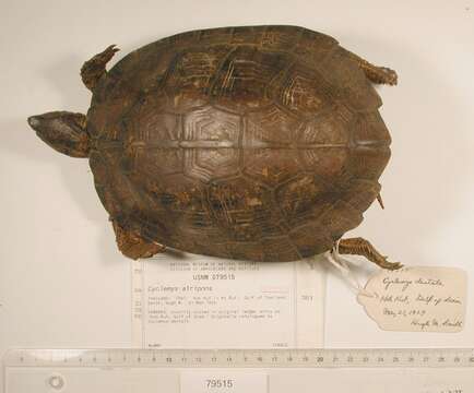 Image of Western black-bridged leaf turtle