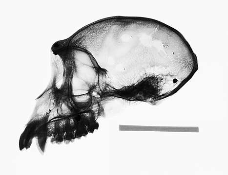 Image of Macaca fascicularis fascicularis (Raffles 1821)