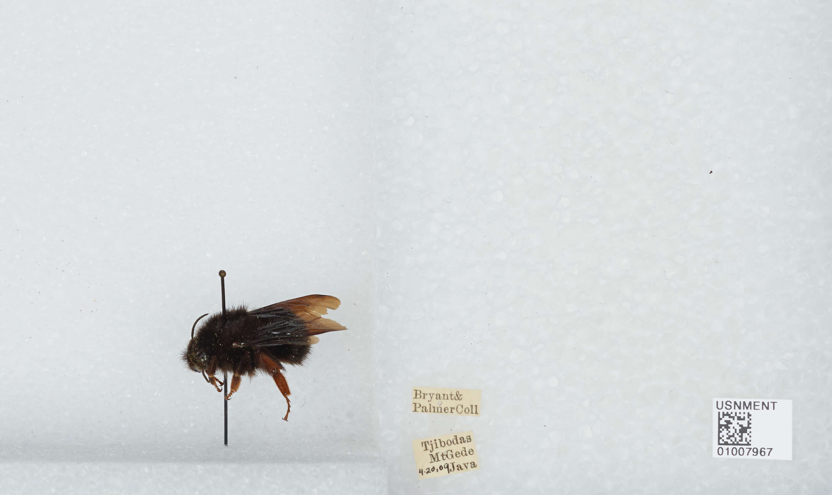 Image of Bombus atripes Smith 1852