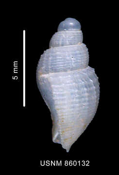 Image of Parabuccinum polyspeirum (Dell 1990)