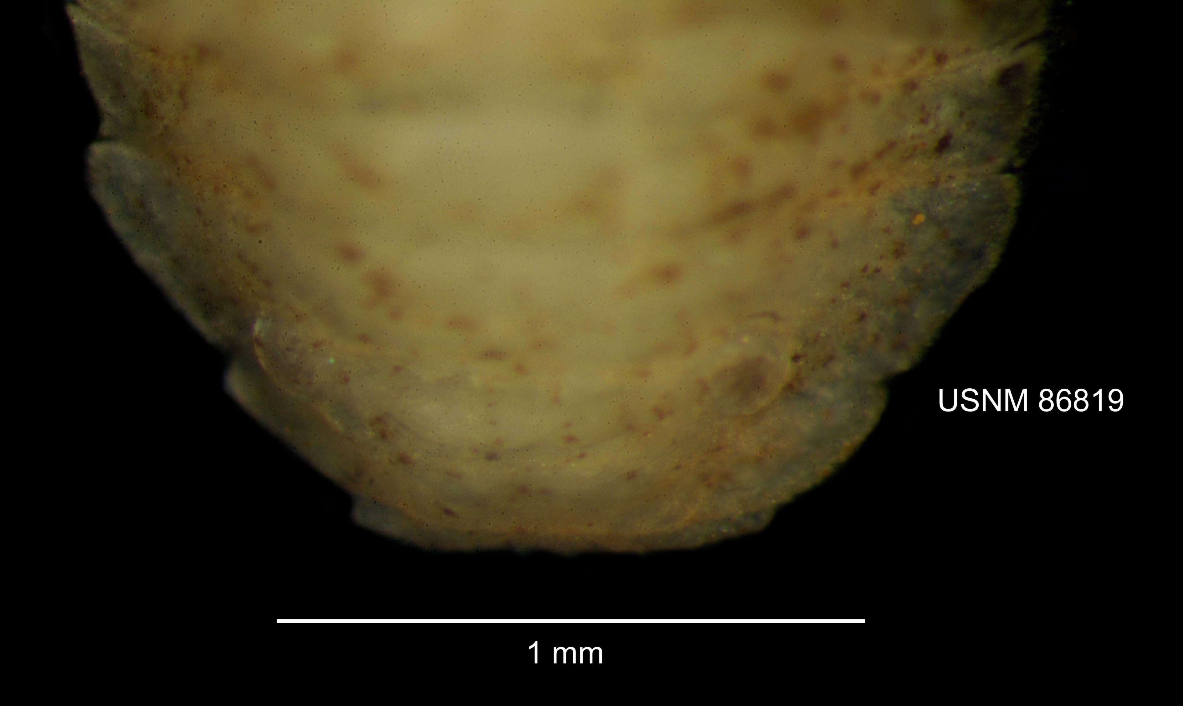 Plancia ëd Cassidinidea lunifrons (Richardson 1900)