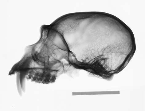 Image de Hylobates lar entelloides I. Geoffroy Saint-Hilaire 1842