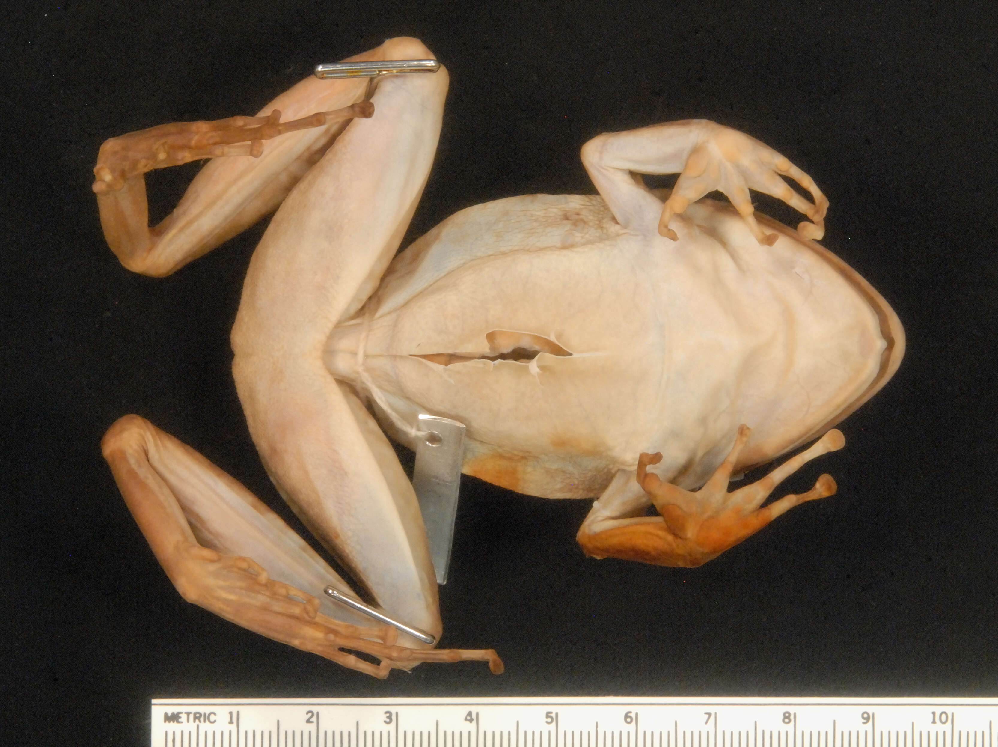 Image of Eleutherodactylus inoptatus (Barbour 1914)