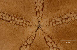 Imagem de Odontaster meridionalis (E. A. Smith 1876)