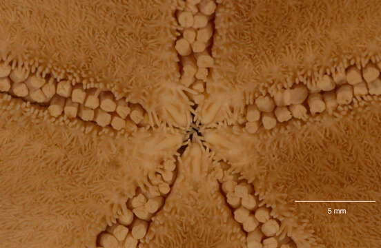 Plancia ëd Odontaster meridionalis (E. A. Smith 1876)