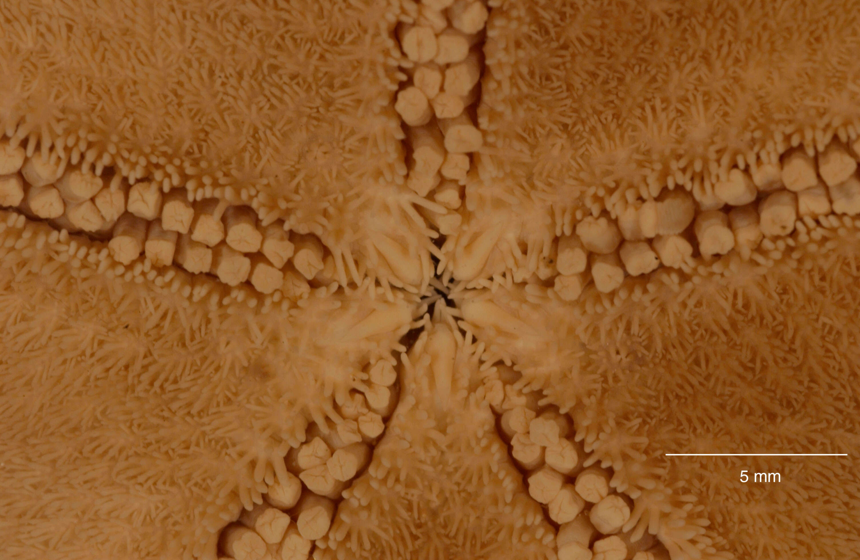 Image of Odontaster meridionalis (E. A. Smith 1876)