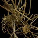Image of Asian sword fern