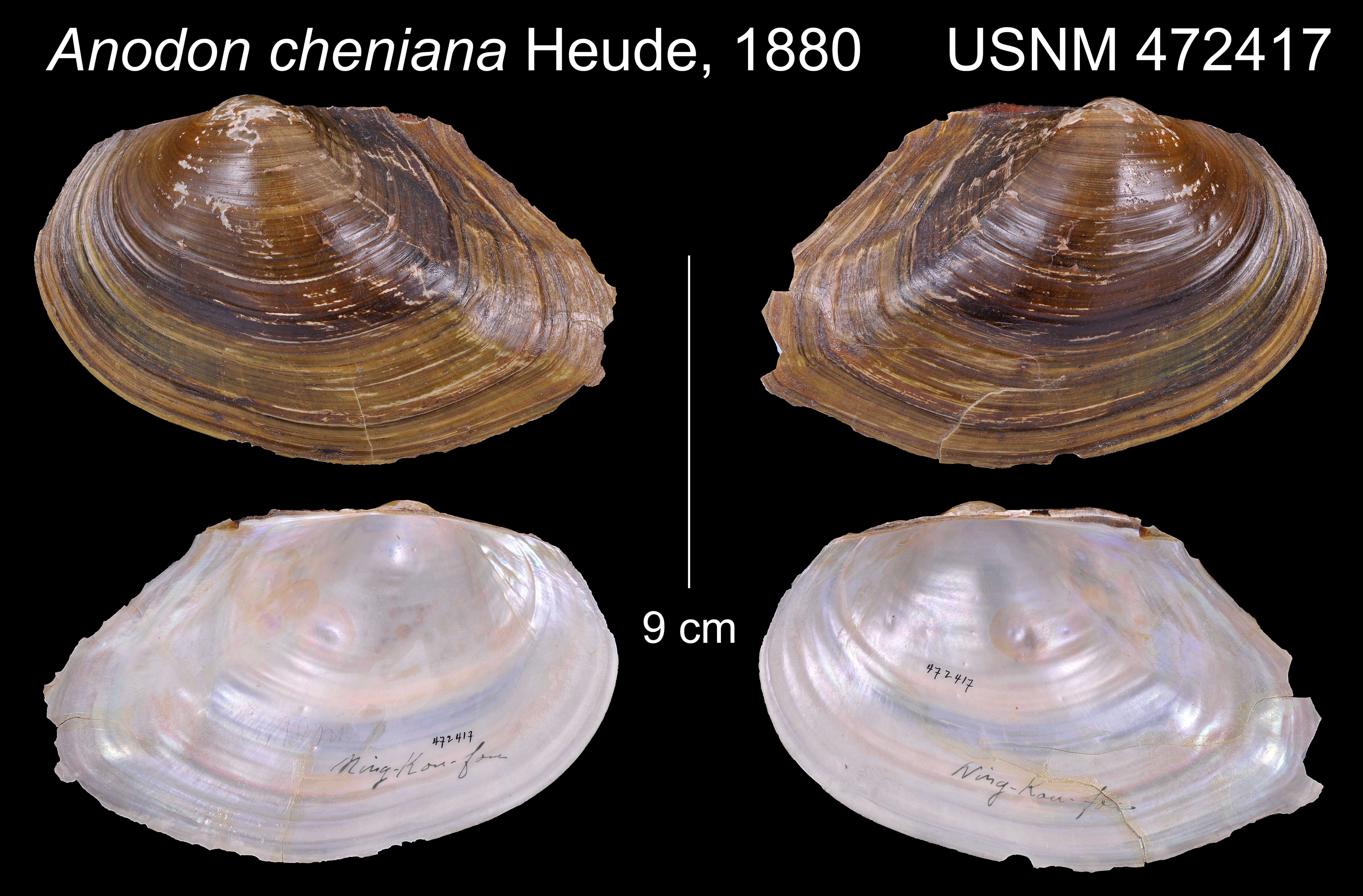 Image of Sinanodonta Modell 1945