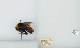 Bombus auricomus (Robertson 1903) resmi