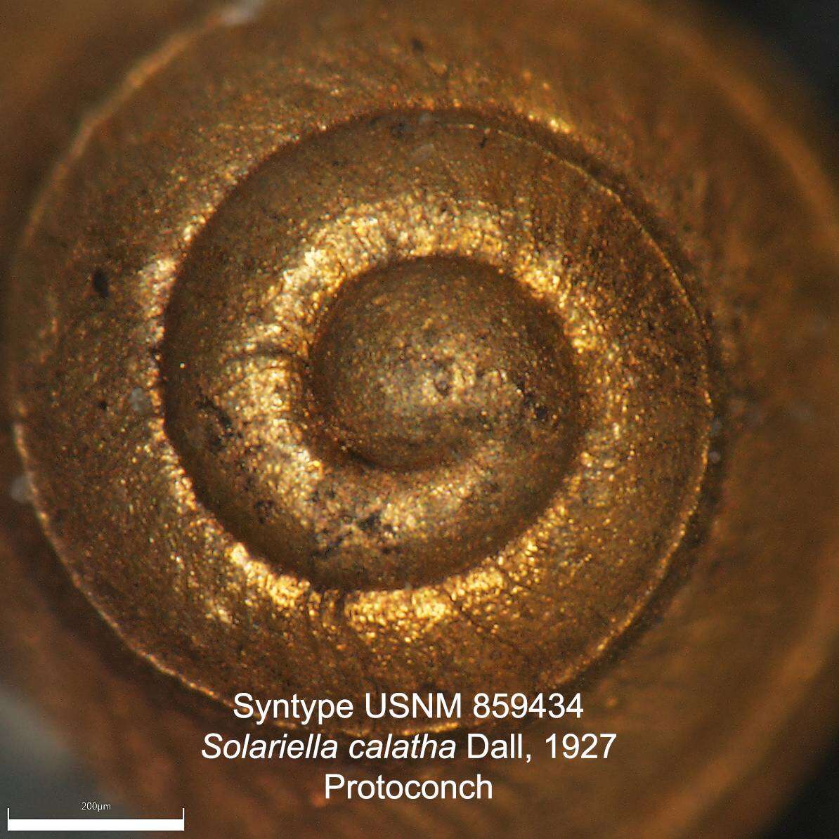 Image of Calliotropis calatha (Dall 1927)