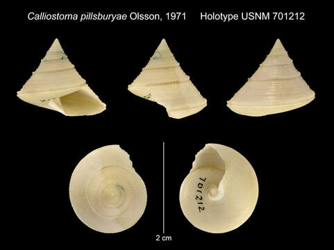 Image de Calliostoma pillsburyae Olsson 1971