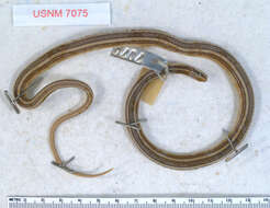 Image of Ribbon Graceful Brown Snake