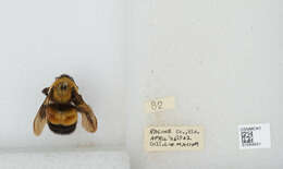 Слика од Bombus affinis Cresson 1864