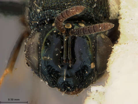 Image of Perilampus japonicus Ashmead 1904