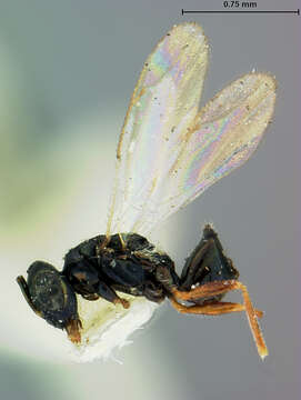 Image of Halticoptera aenea (Walker 1833)