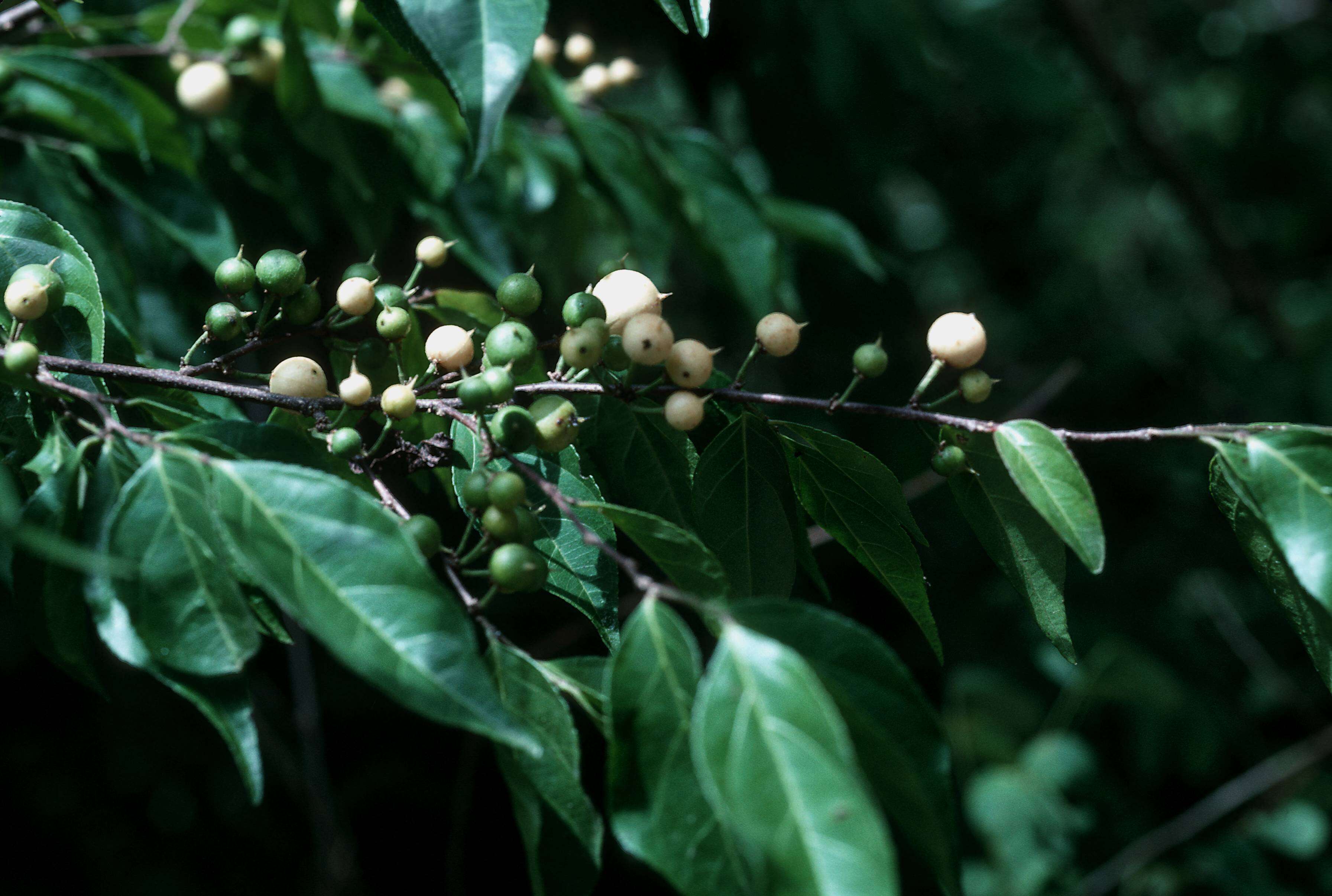 Image of Guaçatumba