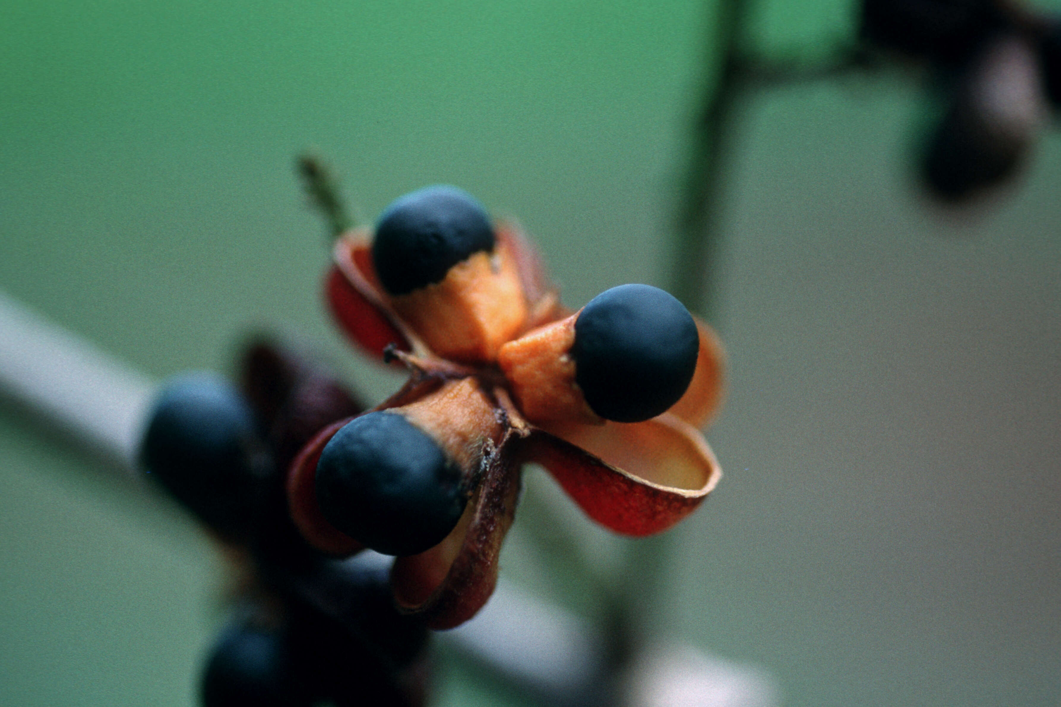 Image of Cupania juglandifolia A. Rich.