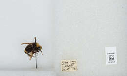 Image of Vosnesensky Bumble Bee