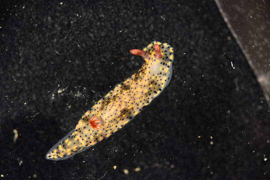 Image of Red gilled yellow spotted green slug