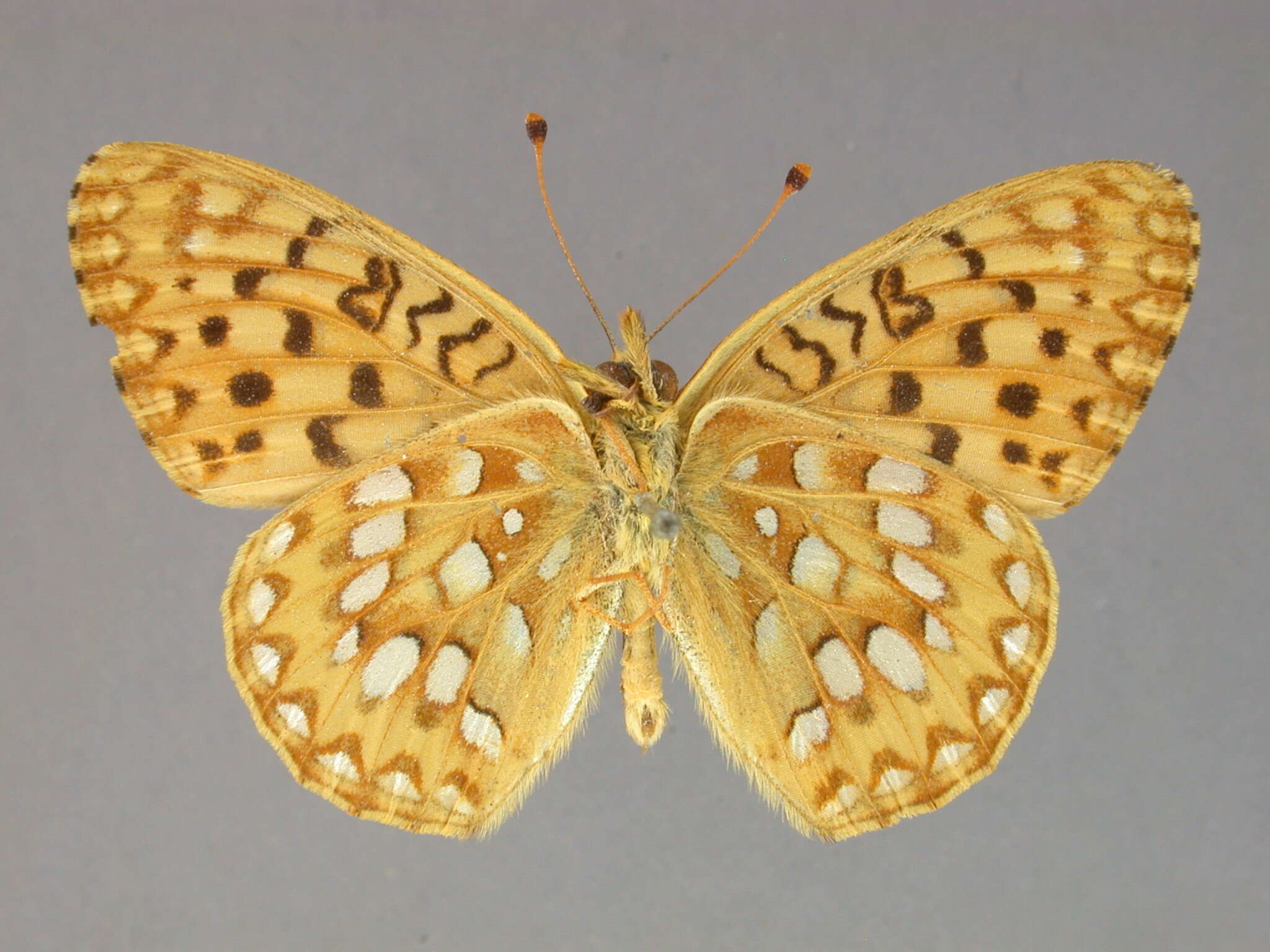 صورة Argynnis mormonia Boisduval 1869