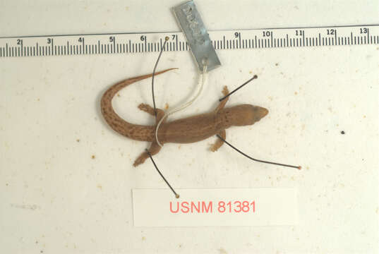 Sphaerodactylus mariguanae Cochran 1934 resmi