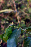 Image of Piper tuberculatum Jacq.