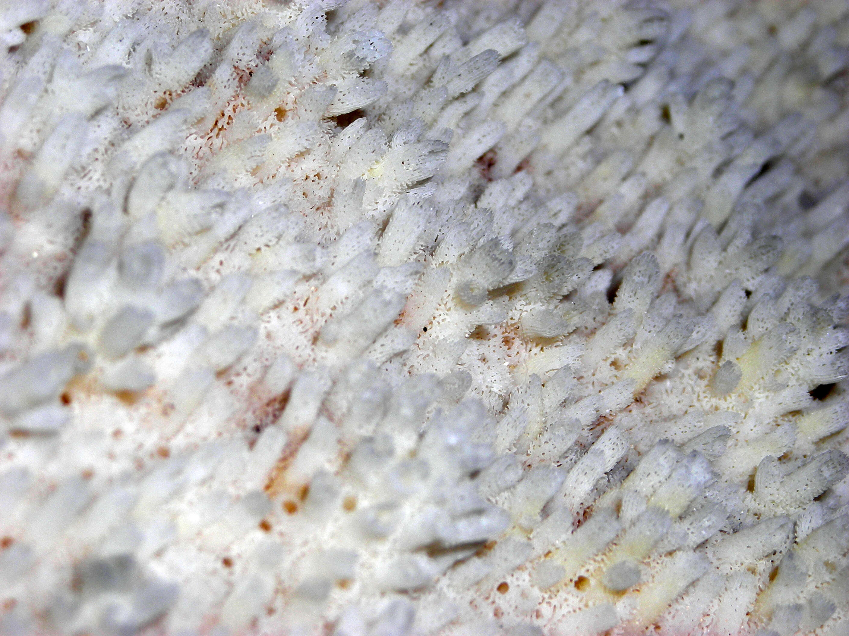 Image of Elkhorn Coral